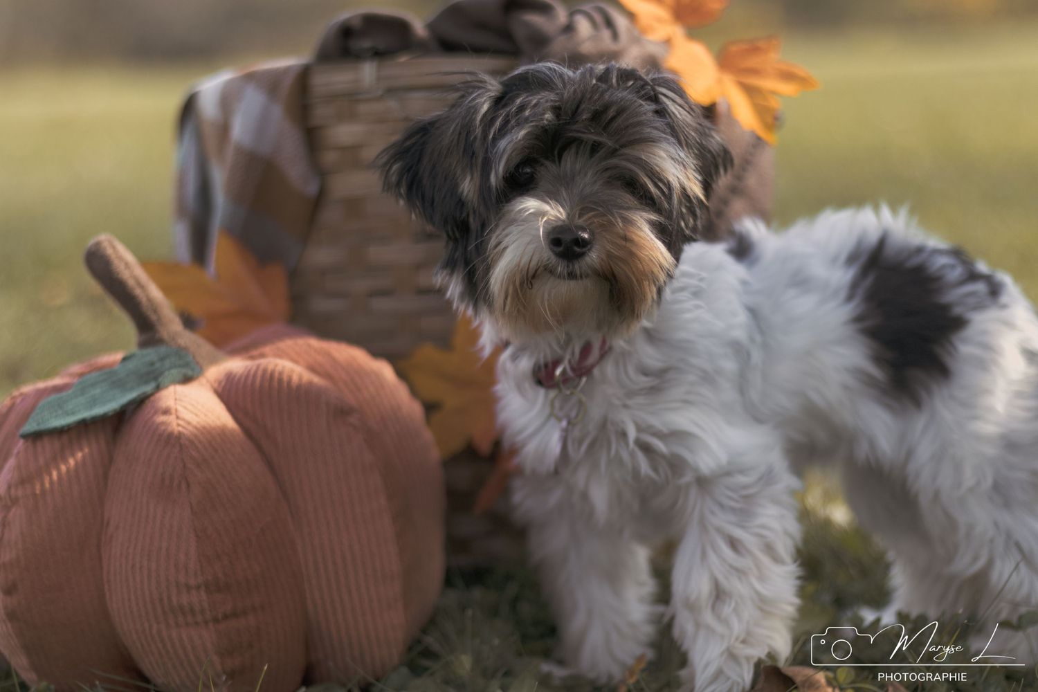 Small white and gray dog sits next to decorative pumpkin in autumn setting.
