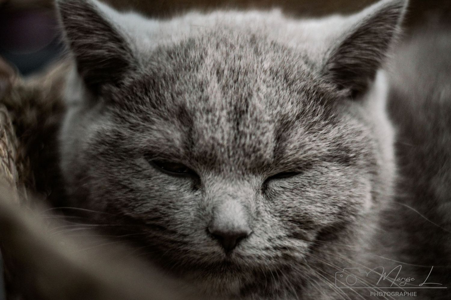 Close-up portrait of a sleepy grey cat with closed eyes.