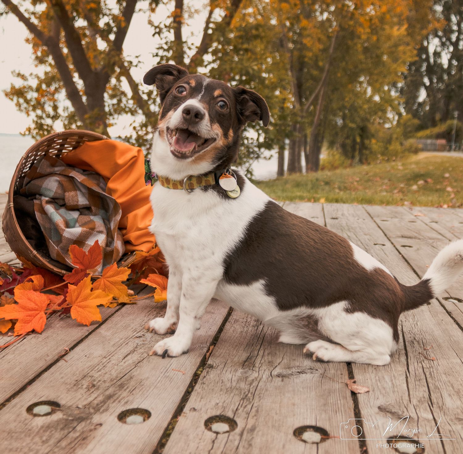 Happy Jack Russell mix sits on wooden deck with scattered orange fall leaves.
