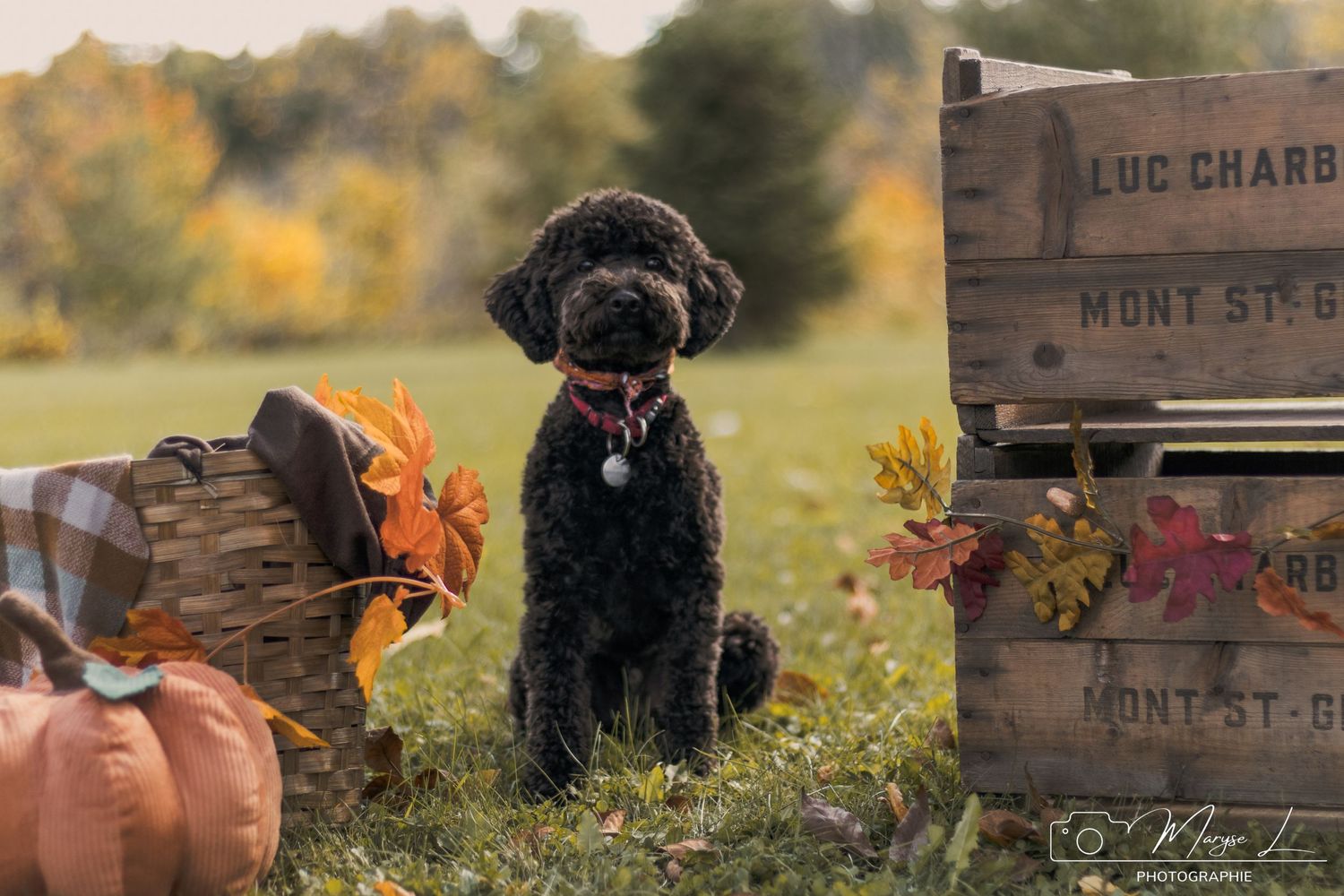 Black doodle dog poses with pumpkins and wooden crates in fall scenery.