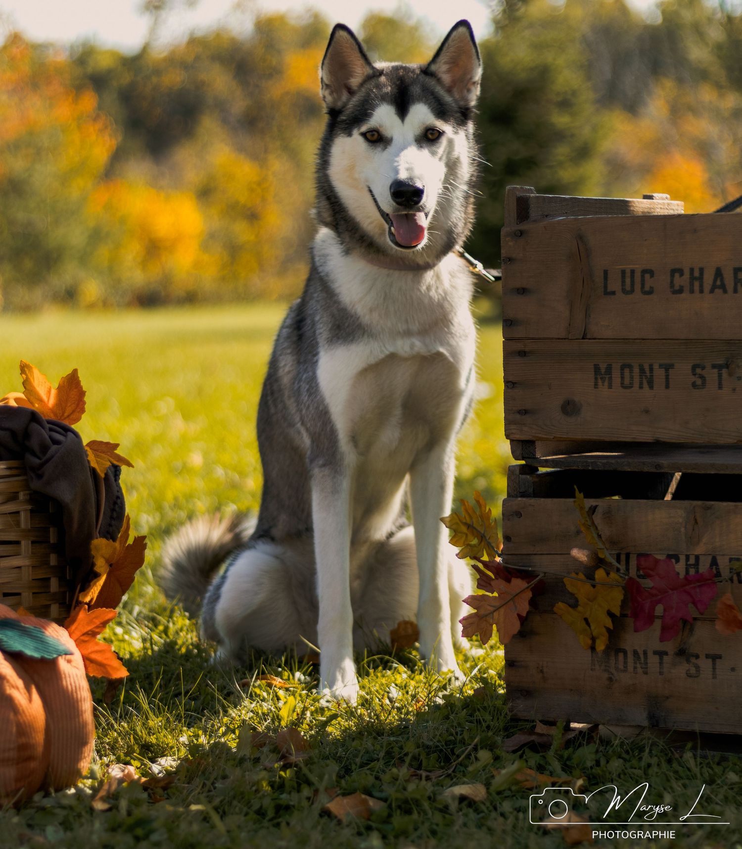 Husky dog sits proudly next to wooden crates and pumpkins in autumn setting.