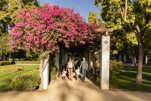 A garden archway covered in vibrant pink bougainvillea flowers creates a beautiful walkway in a sunny park.