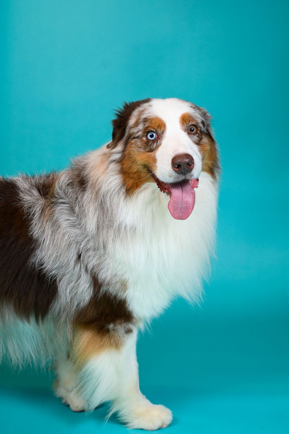 An Australian Shepherd with brown and white fur stands against a turquoise background with tongue happily sticking out.