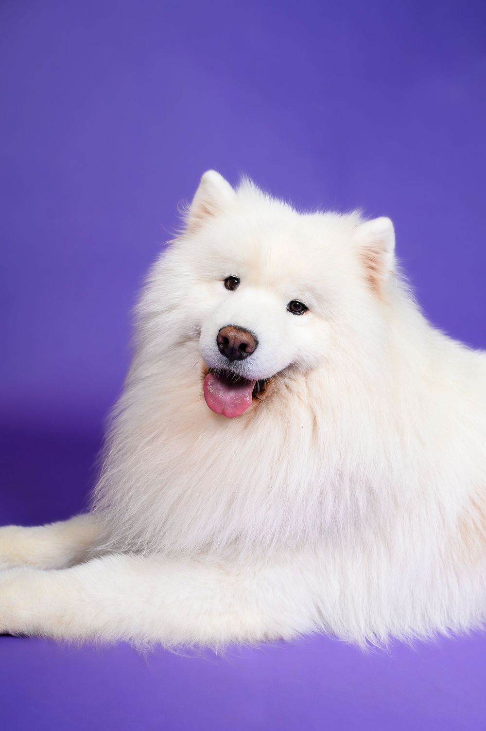 Fluffy white Samoyed dog poses against purple background showing playful expressions in series of closeup shots.