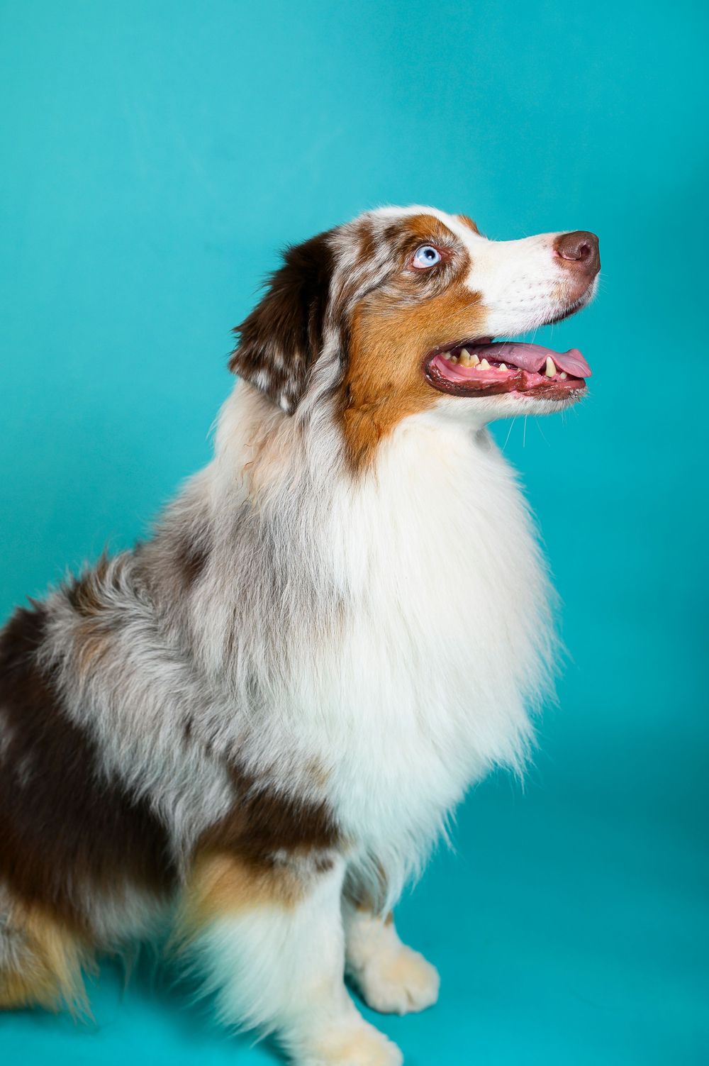 Australian Shepherd dog with tricolor coat shown in profile poses against turquoise blue studio background.