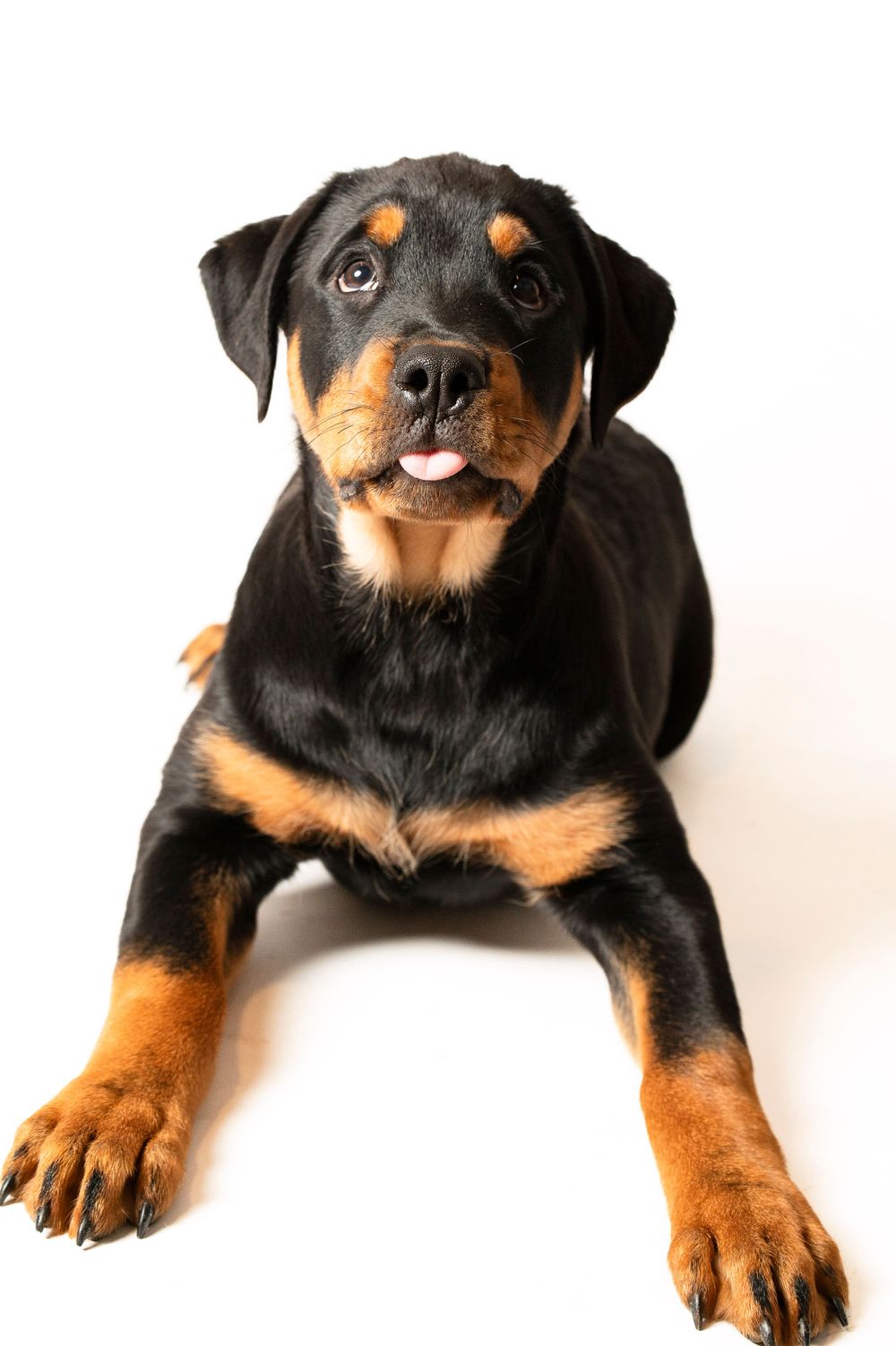 A Rottweiler puppy lying down on a white background with black and tan markings and alert expression.