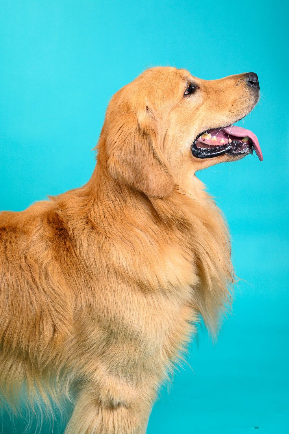 Golden retriever dog profile views against bright turquoise background showing different head positions and expressions.