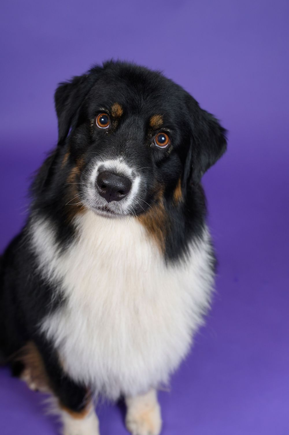 Australian shepherd dog with black, white and tan fur poses against purple background with soulful brown eyes.