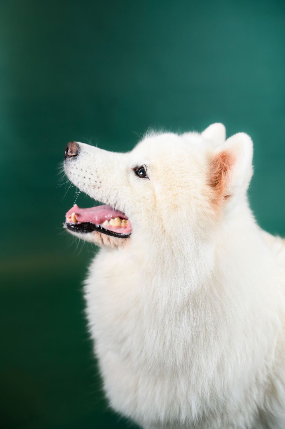 A white Samoyed dog with fluffy fur shows different playful expressions against a dark green background.