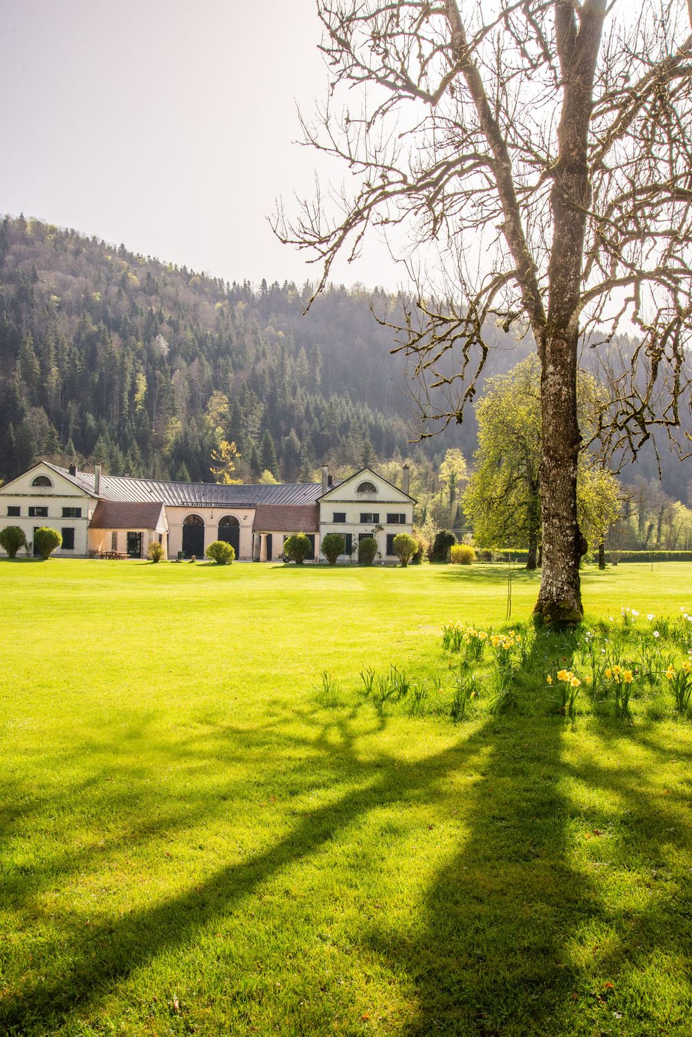 A bare tree casts long shadows across a bright green lawn leading to a white estate building near a forested hillside.