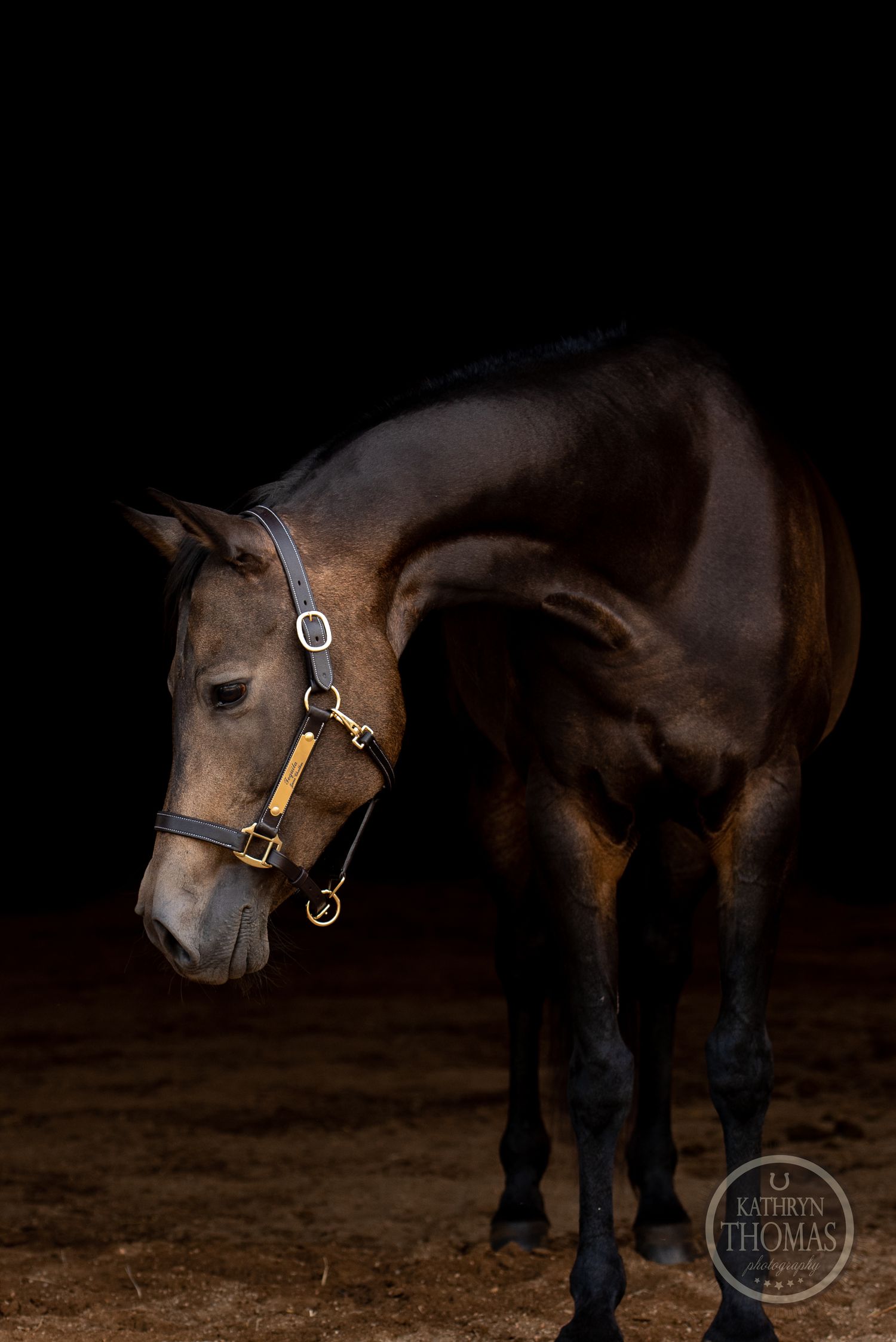 Profile view of a dark horse with leather halter against black background in dramatic lighting.