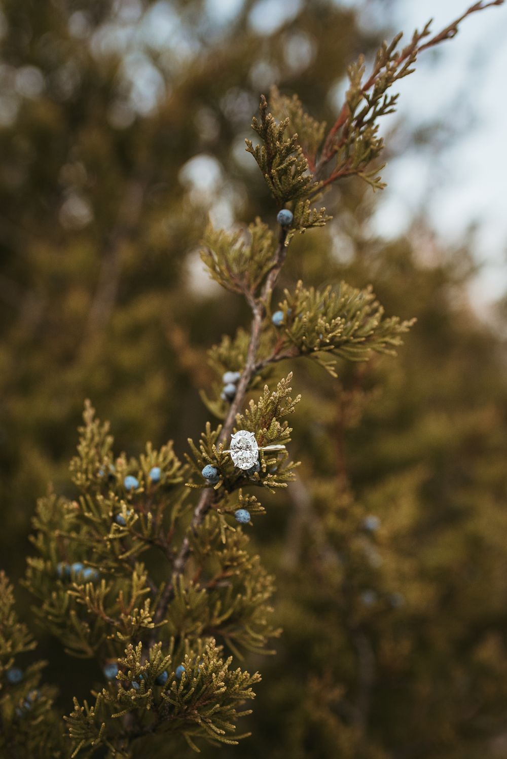 Close up of an engagement ring sparkling on an evergreen branch against a blurred nature background.