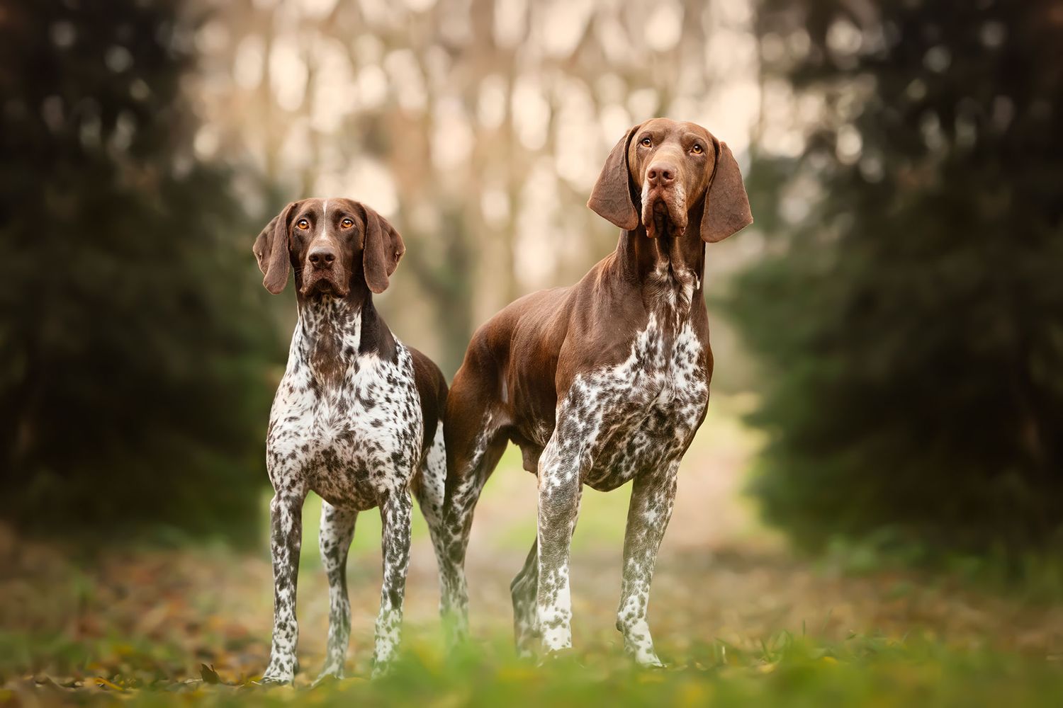 2 jachthonden in de natuur