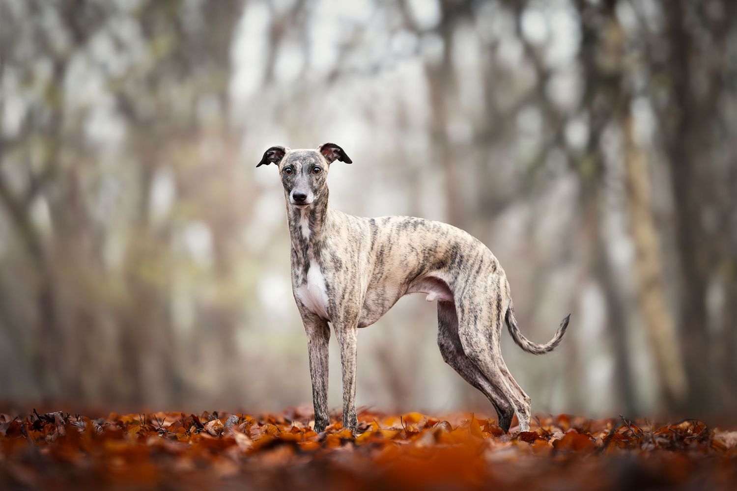 whippet tussen de herfstbladeren