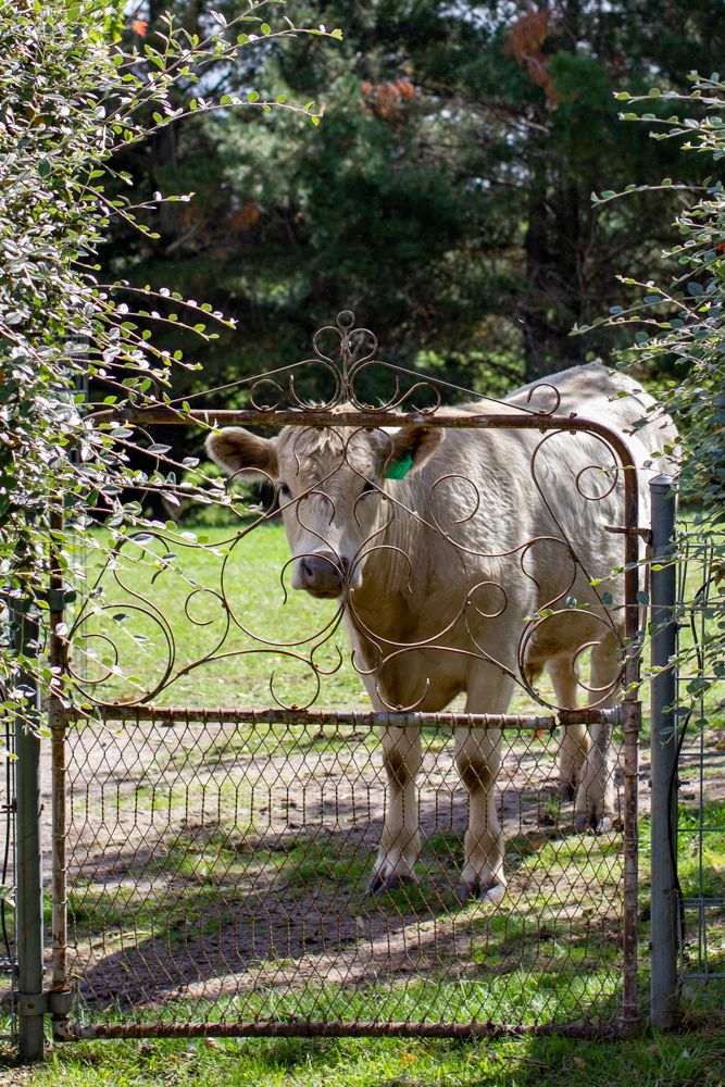 Curious cow looking through ornate wrought iron garden gate from a green pasture on rural property. Event image by Em Callaghan Photography.