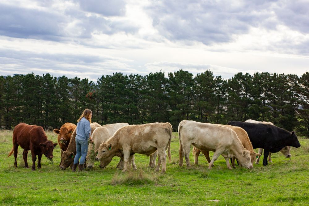 A female farmer with grazing cattle herd in green pasture, tall pine forest and grey clouds in the background. Event image by Em Callaghan.