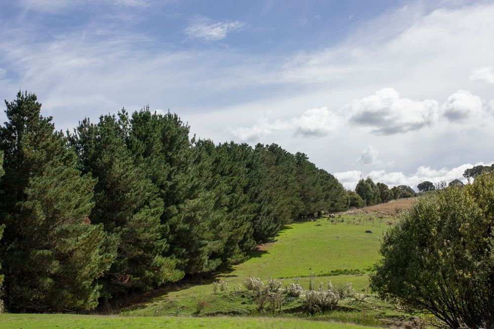 Landscape photo by Em Callaghan Photography of rolling green hills with dark green conifers and clouds in a blue sky.