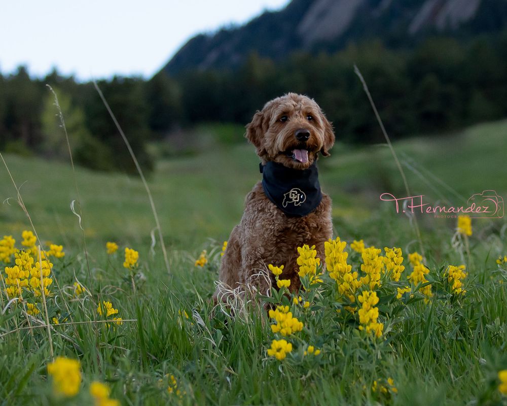#petphotographer #coloradophotographer #southcarolinaphotographer