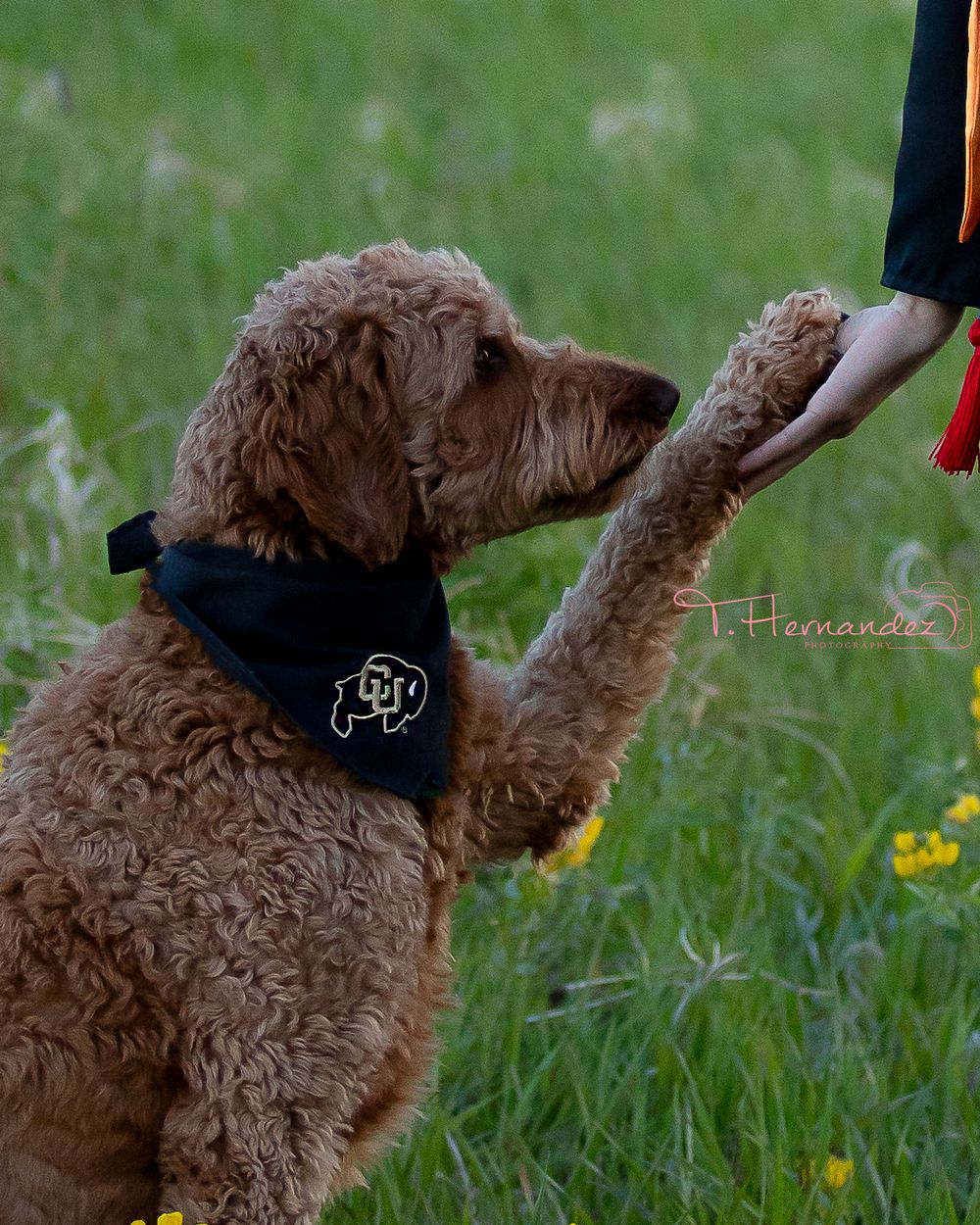#petphotography #doodle #goldendoodle #dog