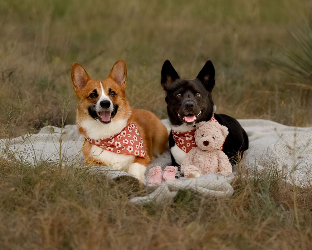 #DogPhotographer #PetPhotography #DogPortraits #PetPhotographer #ProfessionalPetPhotography #PetPortraits