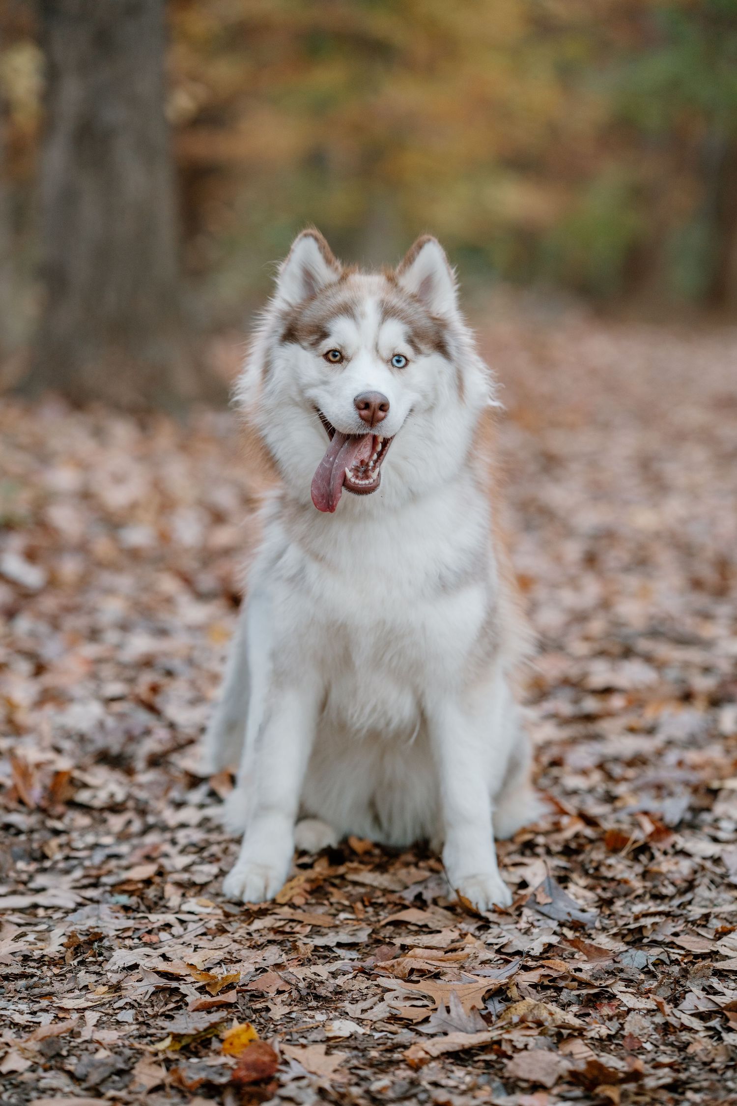 Golden retriever and Siberian husky standing in front of fountain
