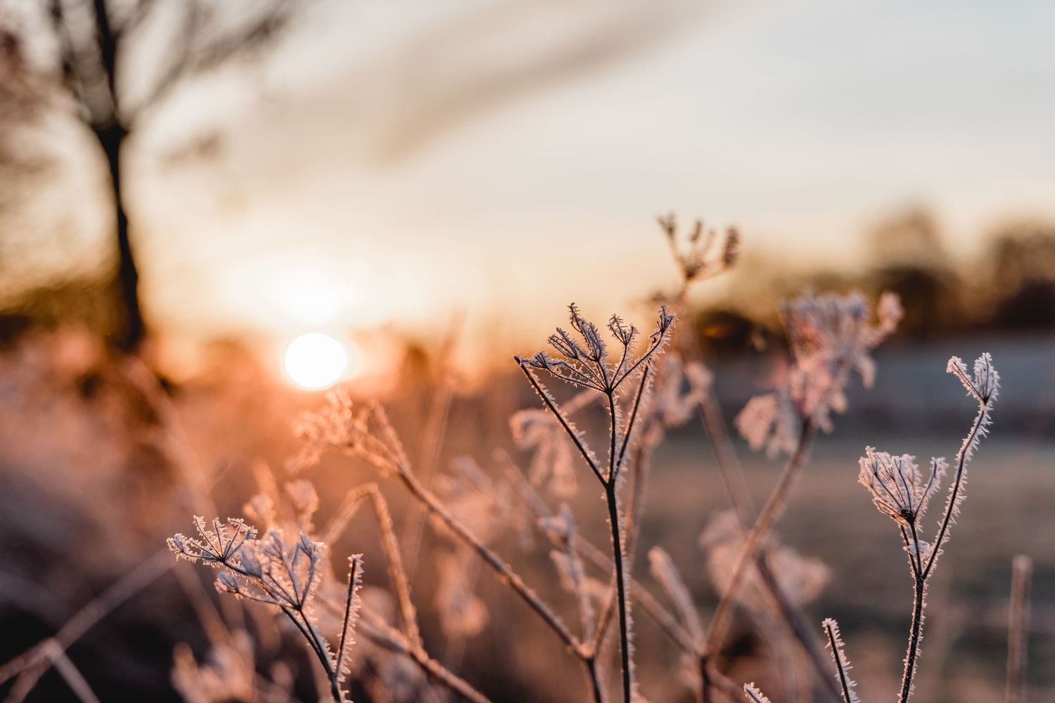 Frost covered plants silhouetted against a warm sunset glow in winter.