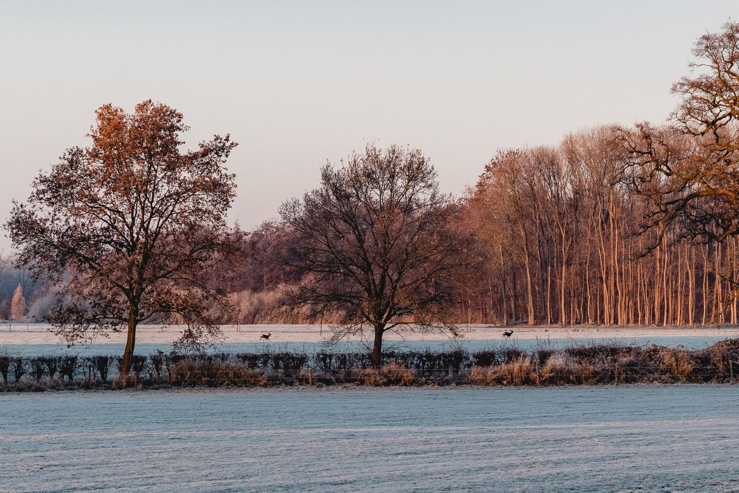 Snow covered landscape with bare trees along a frozen lake at sunset creating a peaceful winter scene.