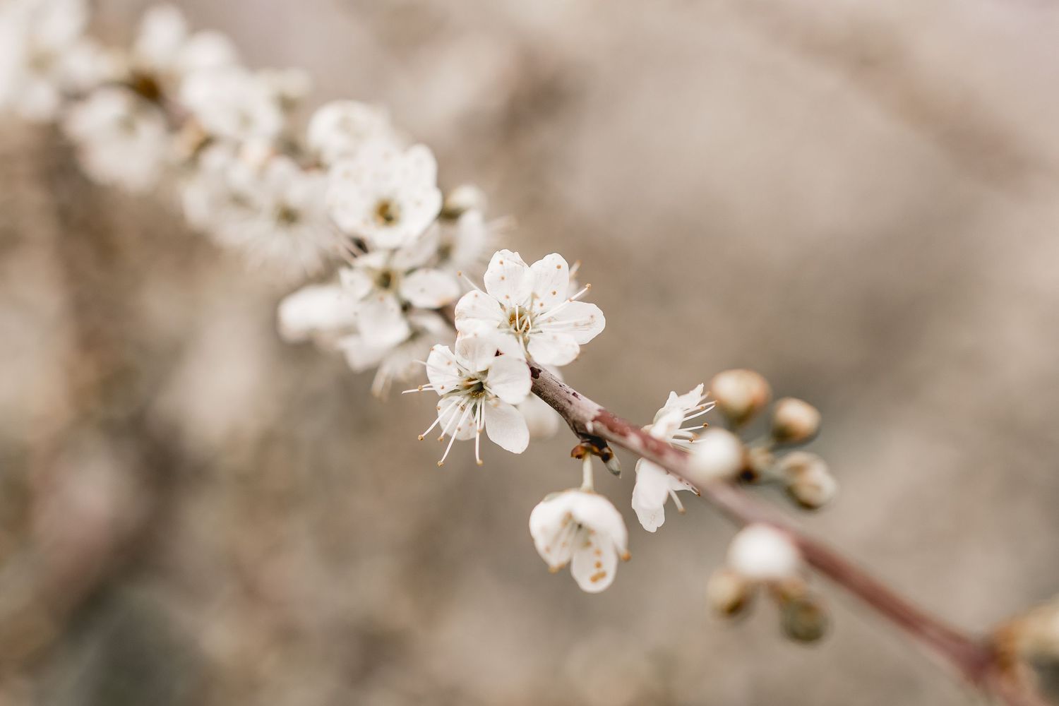 White cherry blossoms blooming on branches in soft focus.