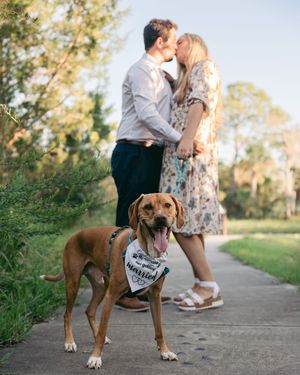 Brown dog holding pregnancy announcement sign on outdoor walking path.
