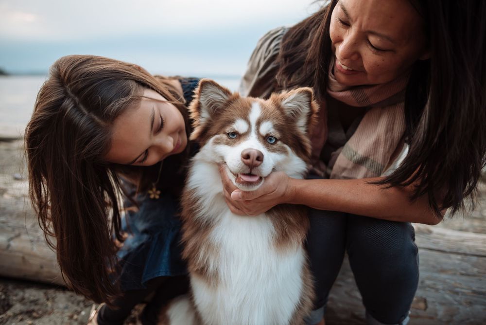 Brown and white husky receives affection from two people during beach photoshoot.