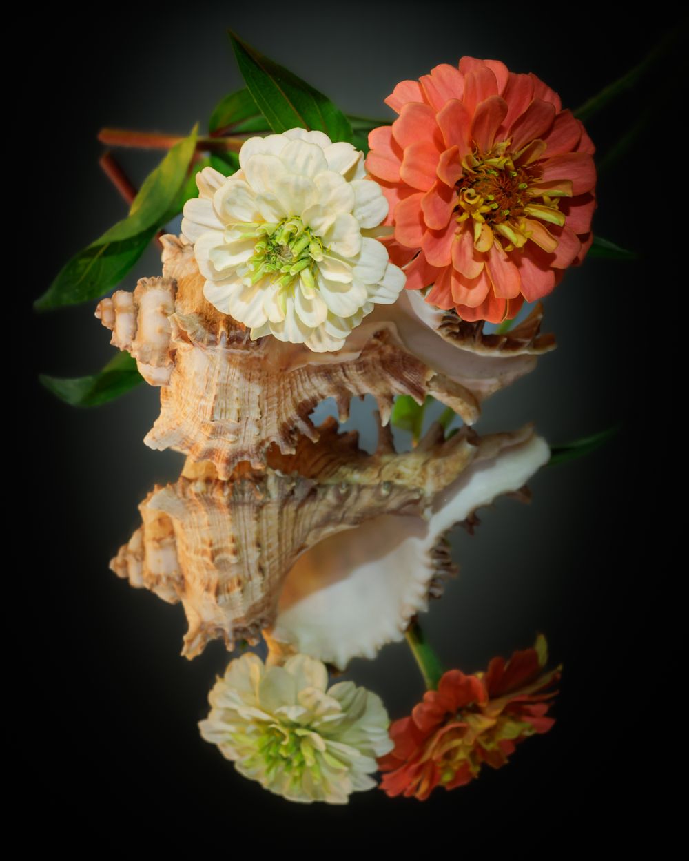 Shell still life reflection with Zinnia flowers
