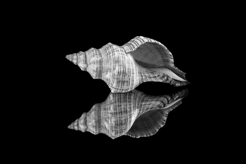 shell reflection in black and white