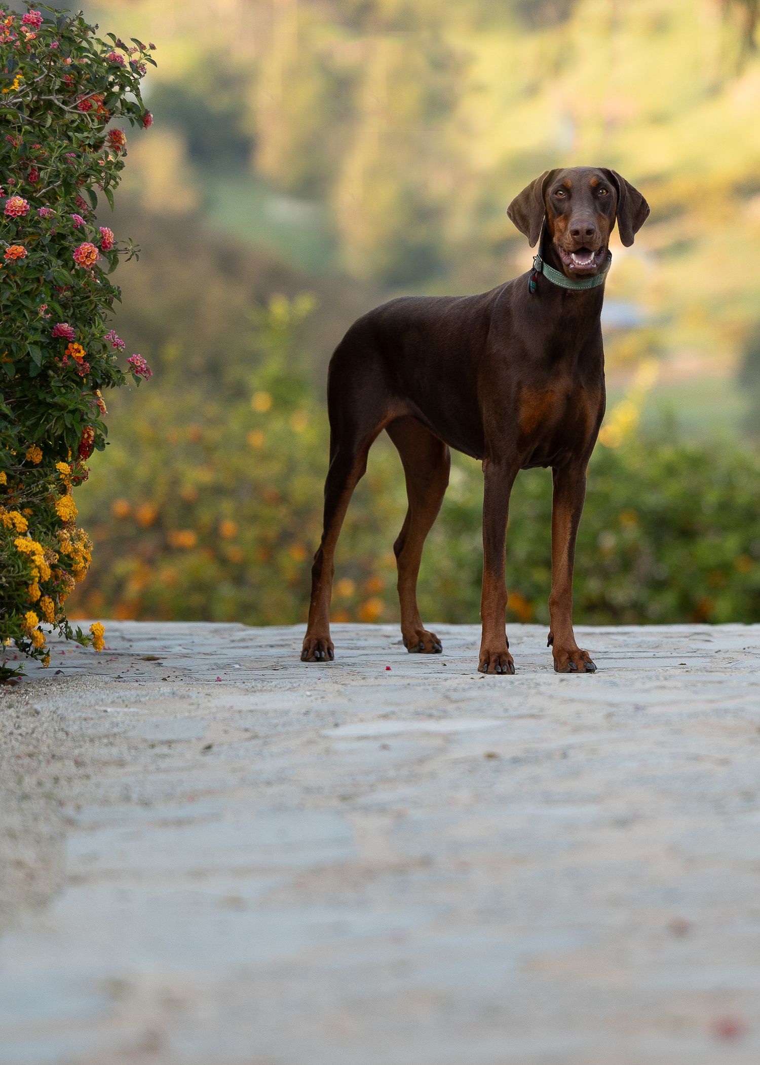 A brown Doberman dog stands proudly on a concrete path with red flowering bushes and autumn foliage in the background.