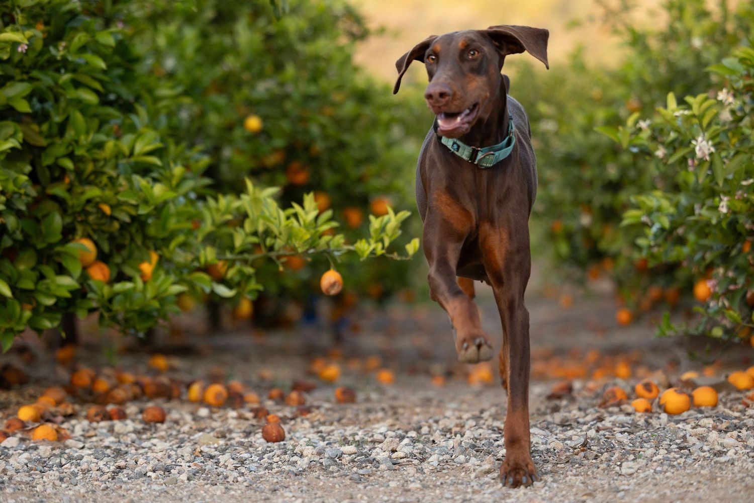 Brown dog running energetically on a gravel path with orange citrus fruits scattered in the background.