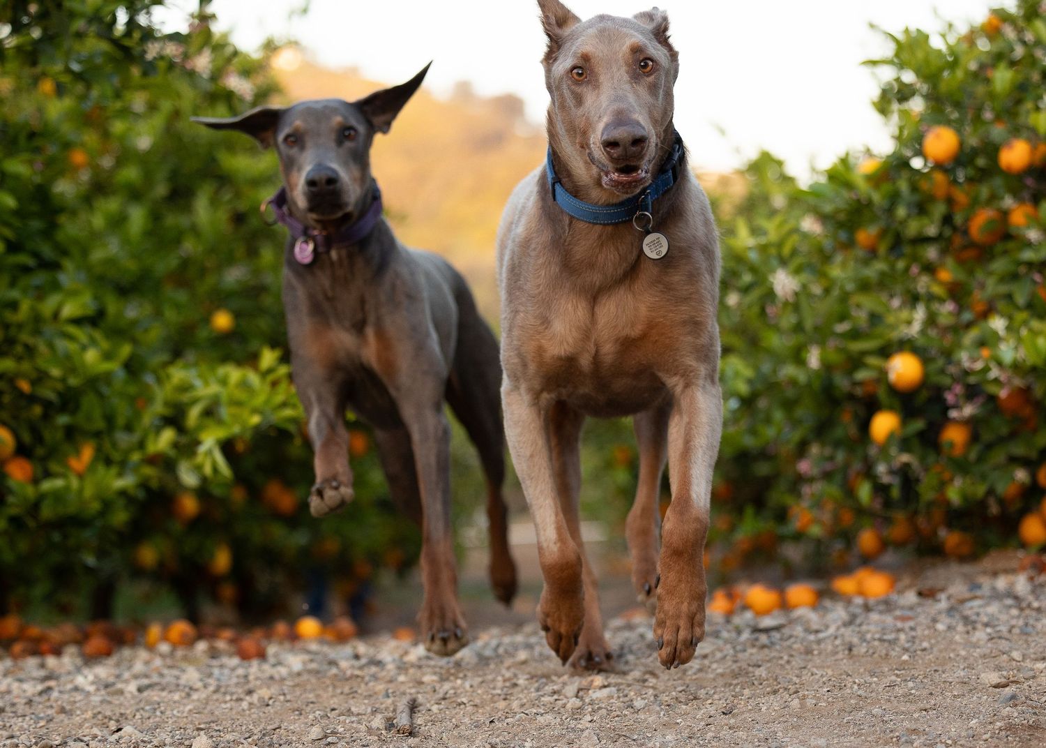 Two sleek Doberman dogs running together through an orange grove with citrus trees in the background.
