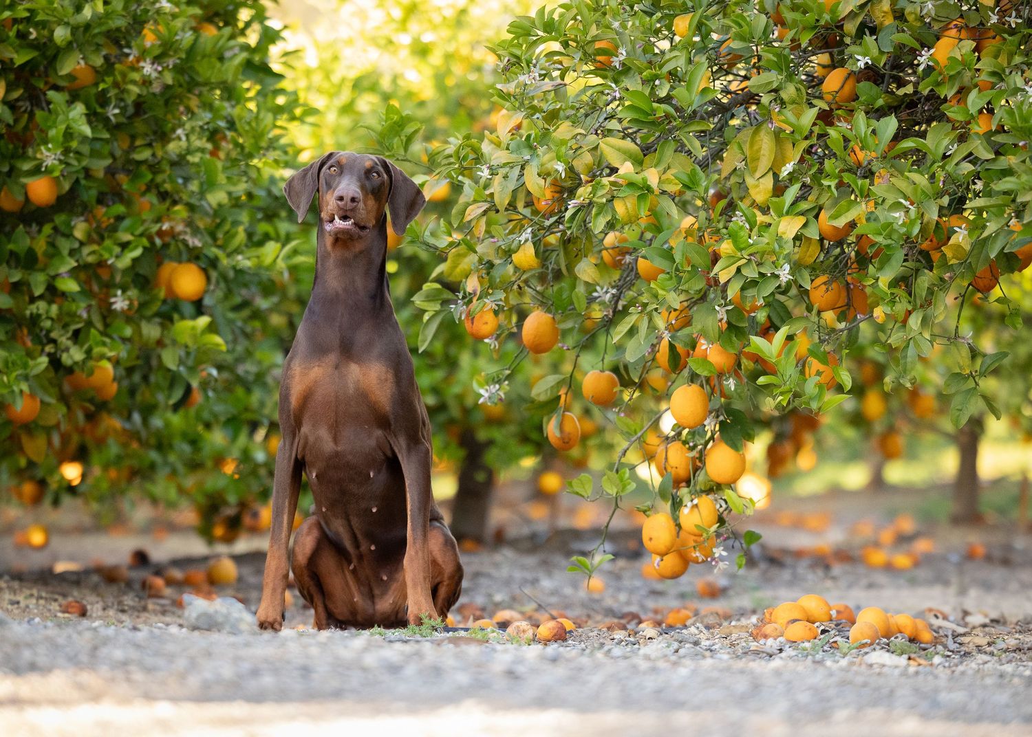 A brown Doberman sits attentively in a sunlit citrus grove with ripe oranges hanging on trees above.