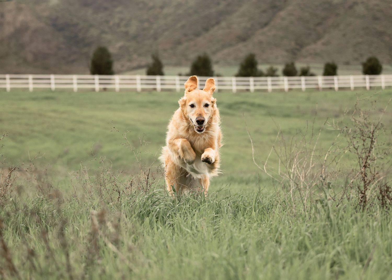 A golden dog joyfully runs and leaps through tall grass in a fenced rural field on a sunny day.