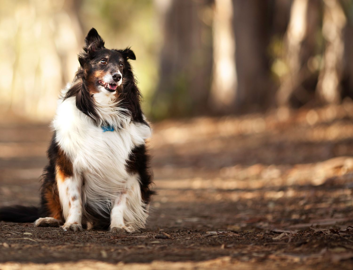 A black, white, and brown Australian Shepherd dog sits on a dirt path in a sunlit forest setting.