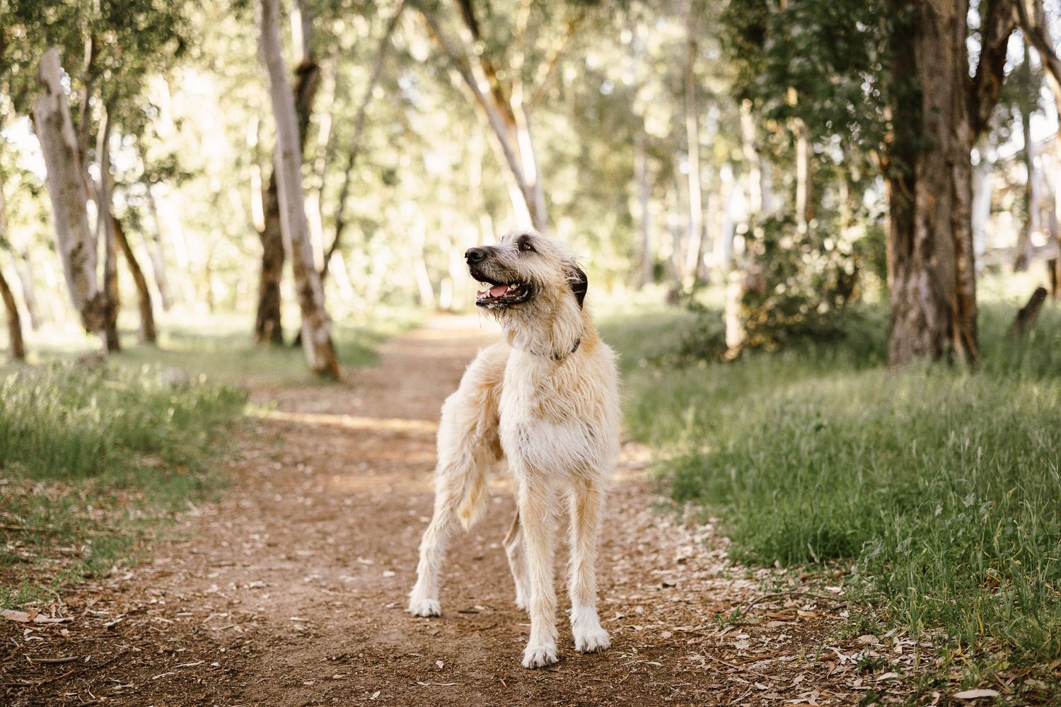 Irish Wolfhound dog posing in woodland area in Murrieta, CA