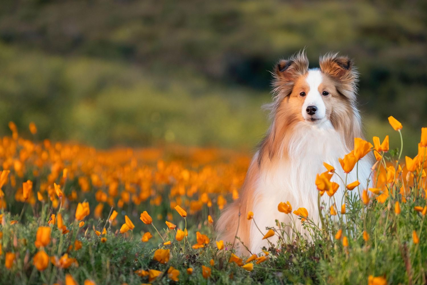 A Shetland Sheepdog sits among vibrant orange California poppies in a blooming wildflower field.
