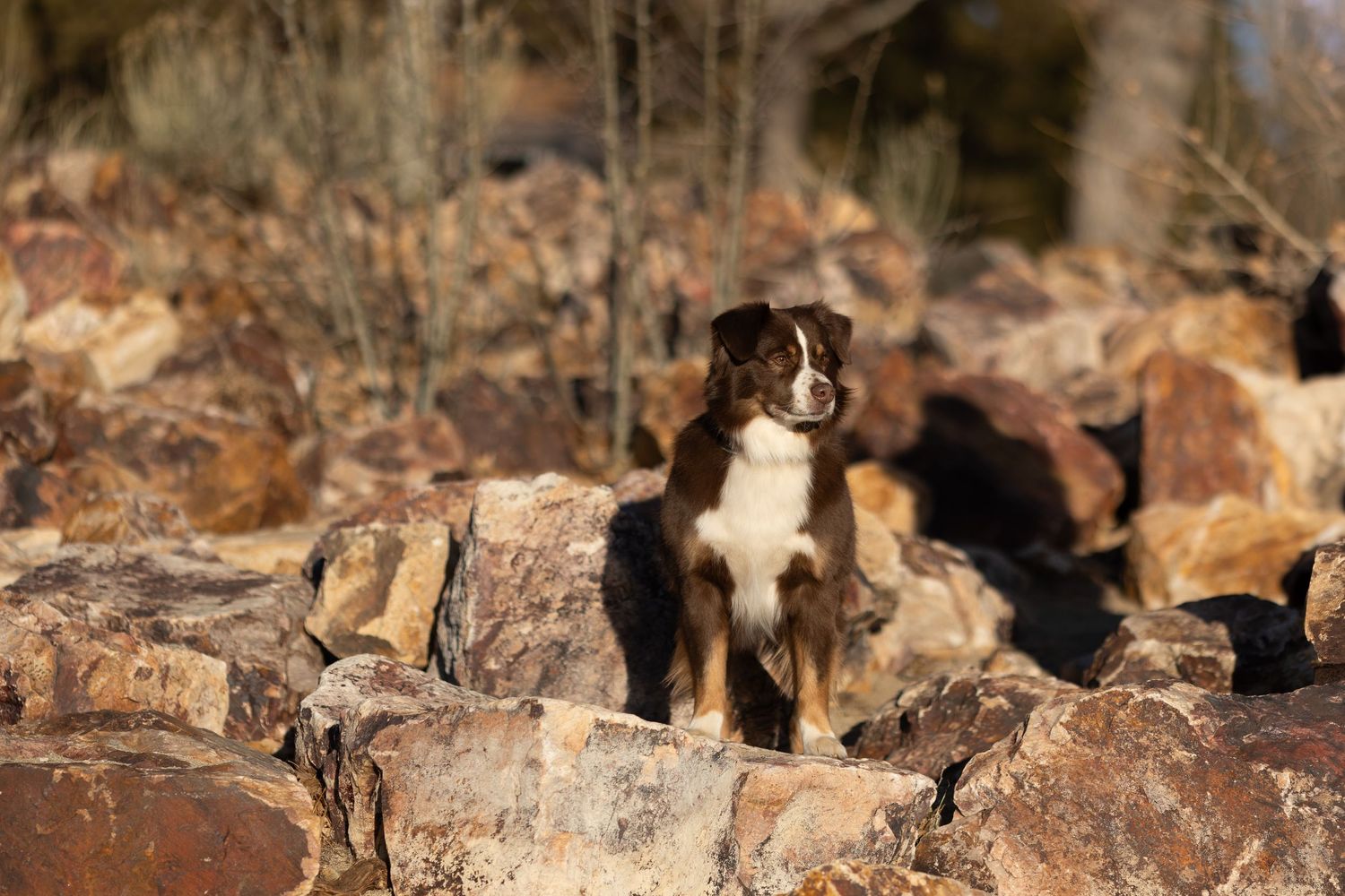 Border collie dog sits alertly on rocky terrain in golden sunlight.