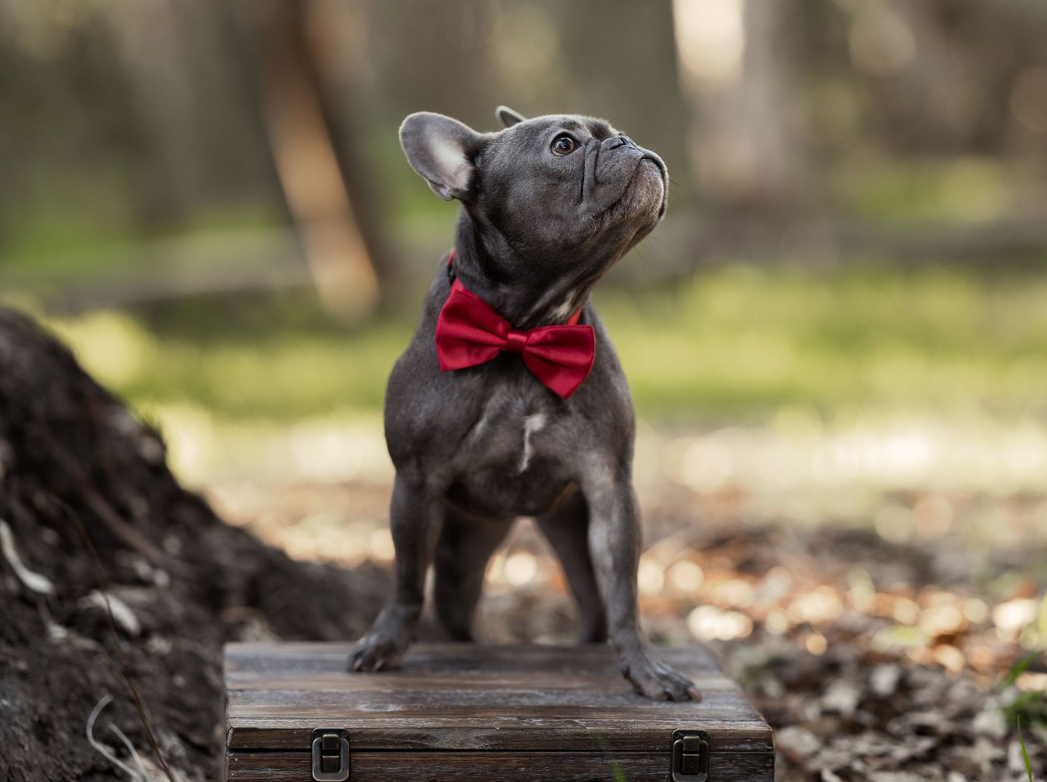 Frenchie dog posing for pet portrait wearing a red bow tie