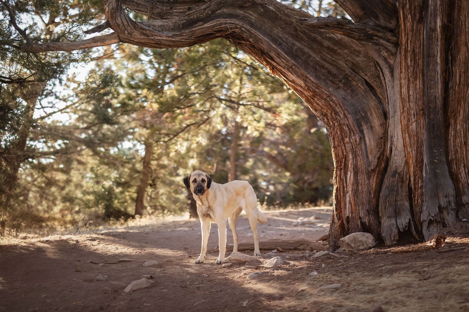 White dog standing under a twisted tree trunk in golden sunlight on a dirt path in a forest.