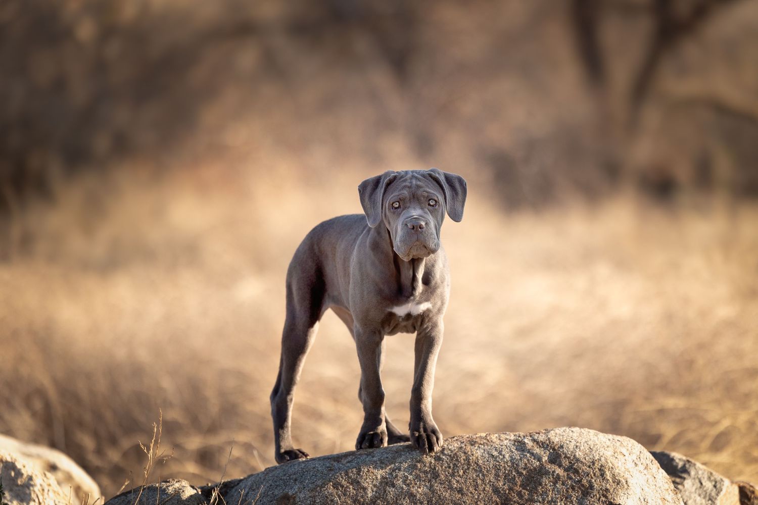 A blue pitbull puppy stands confidently on a rock with blurred natural background in warm golden light.