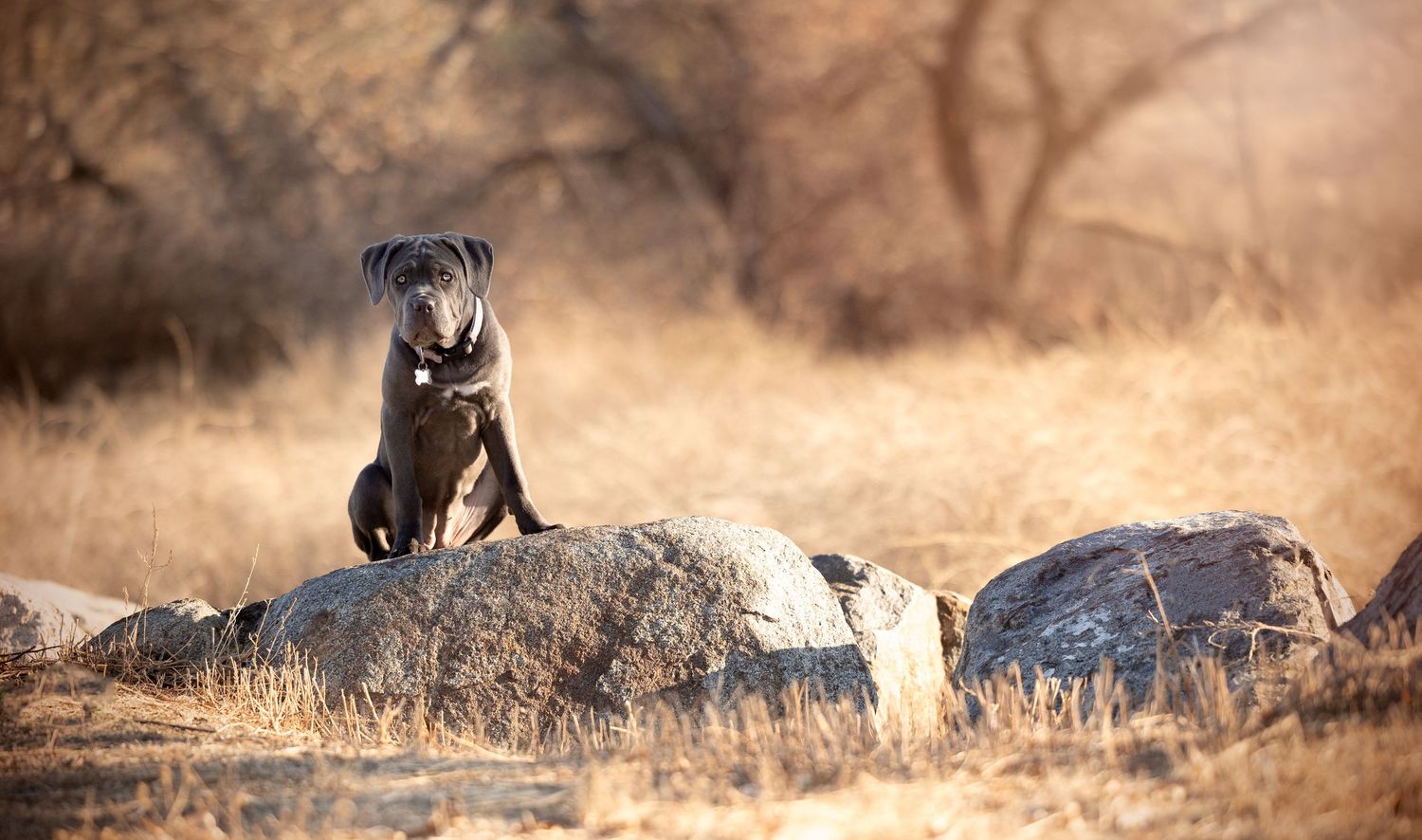 Sleek black dog sits attentively on rocks in a golden autumn field during sunset.