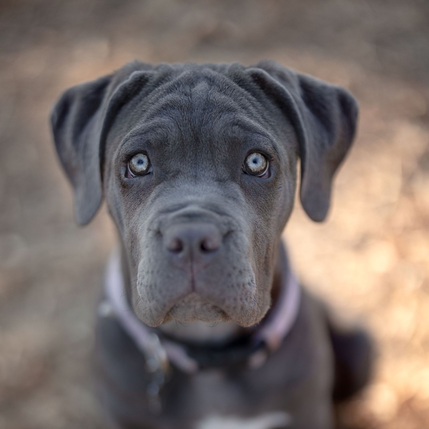 Close-up portrait of a gray Cane Corso puppy with bright eyes and wrinkled face wearing a pink collar.