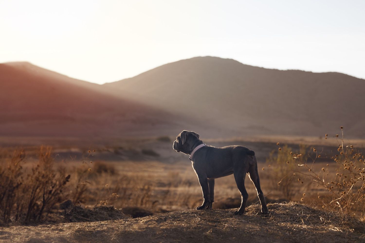 A large black dog stands silhouetted against a mountainous landscape at sunset.