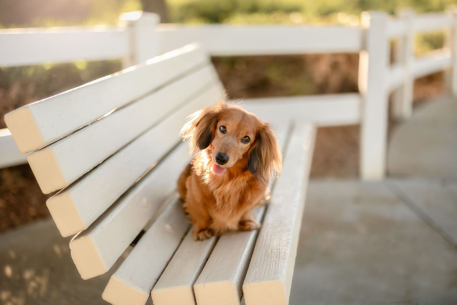Long-haired dachshund puppy sits on white wooden bench in warm sunlight during outdoor photoshoot.