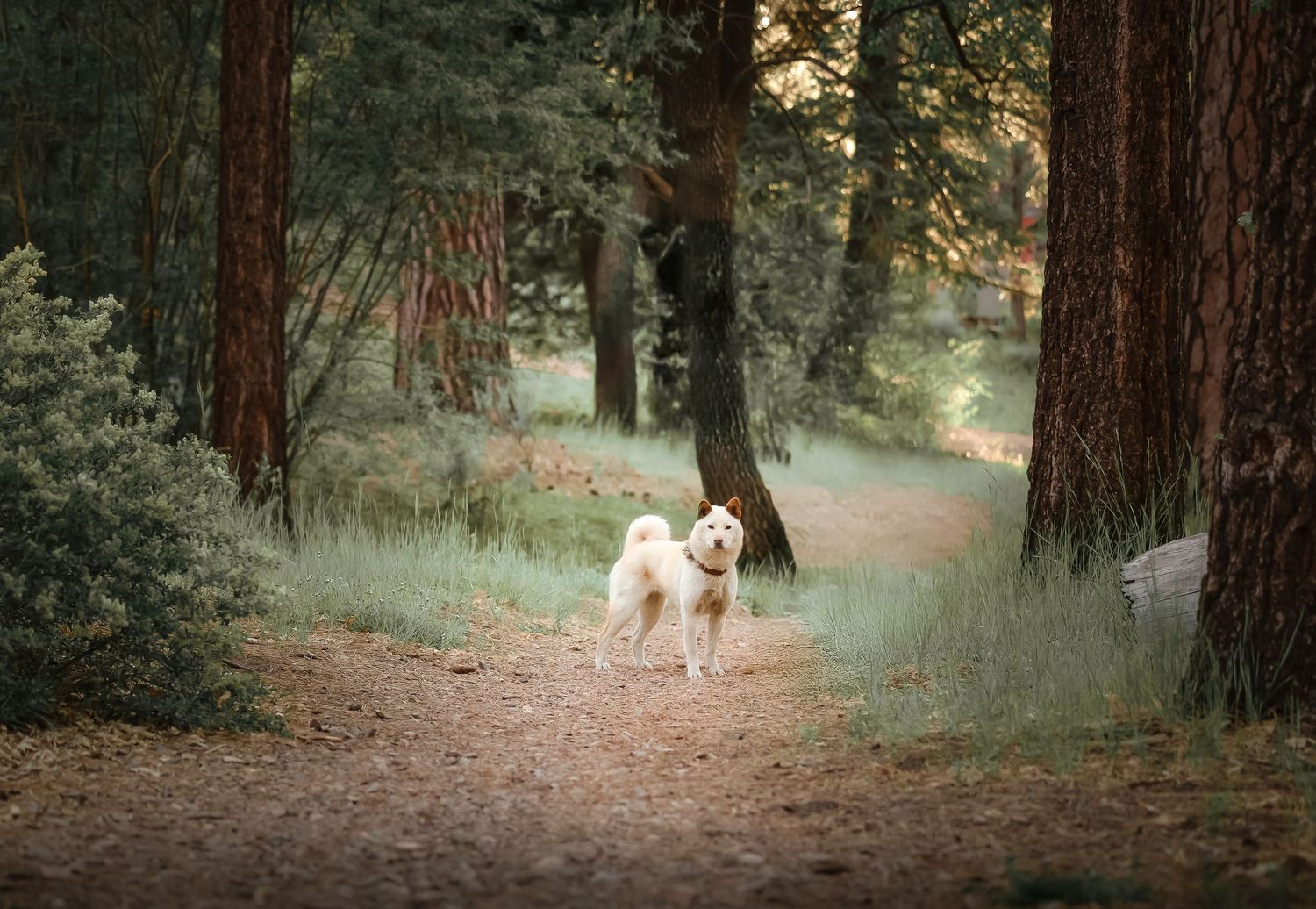 A fluffy white dog stands on a forest path surrounded by tall pine trees and lush green shrubs in soft natural light.