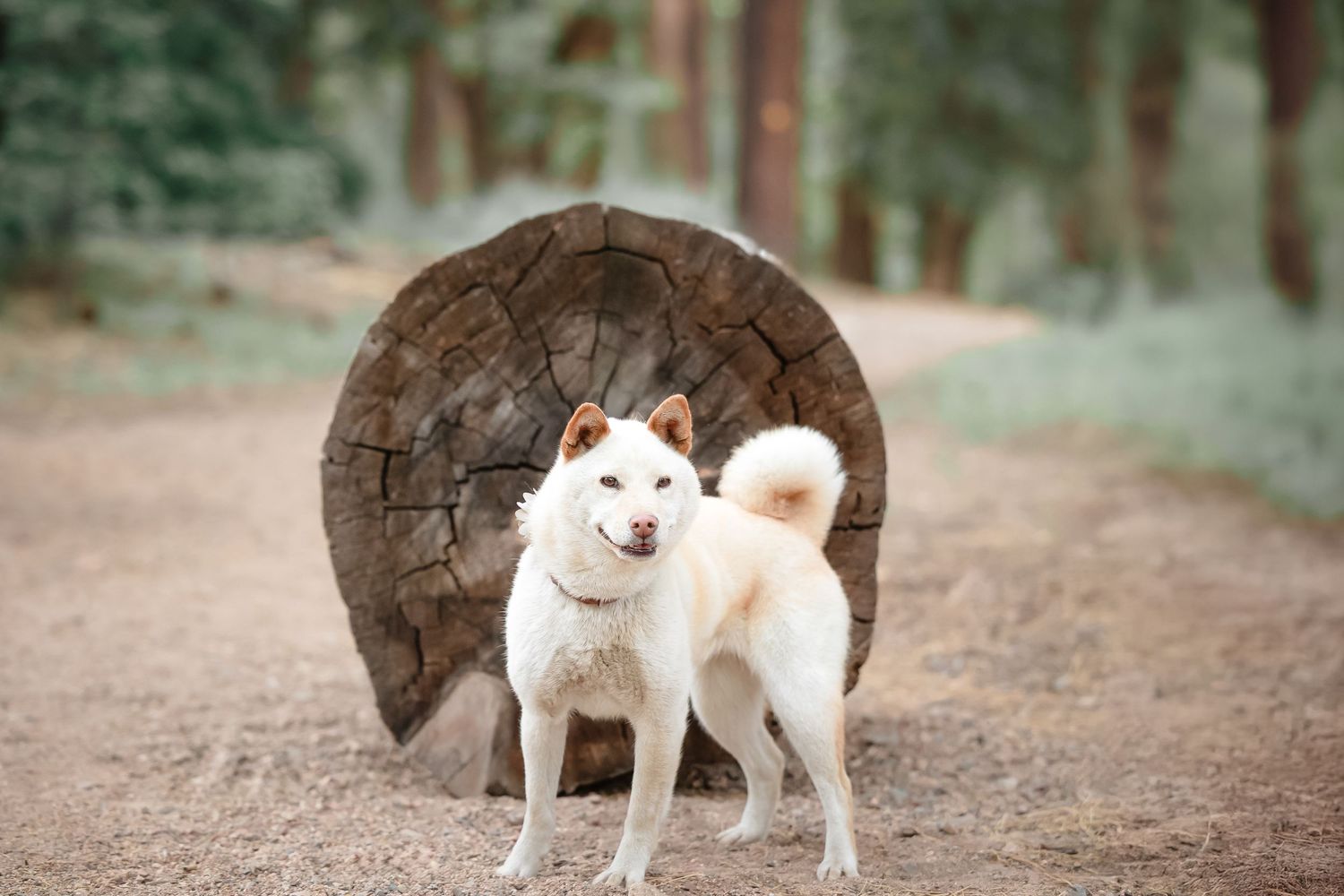 White Akita dog standing on dirt path in forest with large round wooden log slice background.